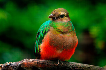 Golden-headed Quetzal, Pharomachrus auriceps, Ecuador. Magical colorful bird from dark tropical forest.