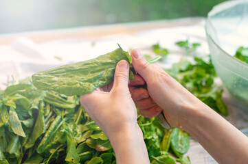 Girl cuts and washes sorrel during the preparation for food. Common sorrel, Spinach Dock, Rumex acetosa,