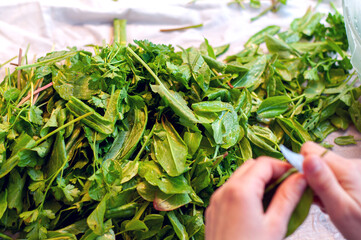 Girl cuts and washes sorrel during the preparation for food. Common sorrel, Spinach Dock, Rumex acetosa,