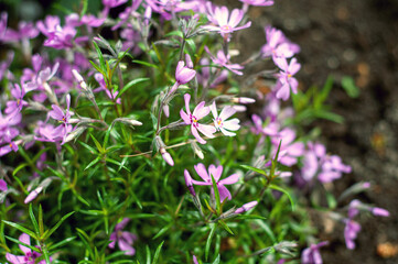 Phlox subulata creeping phlox, moss phlox, pink moss or mountain phlox blooms background. small pink flowers