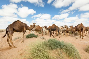 Zelfklevend Fotobehang Group of Camels eating grass in desert, in layoun morocco © mustapha