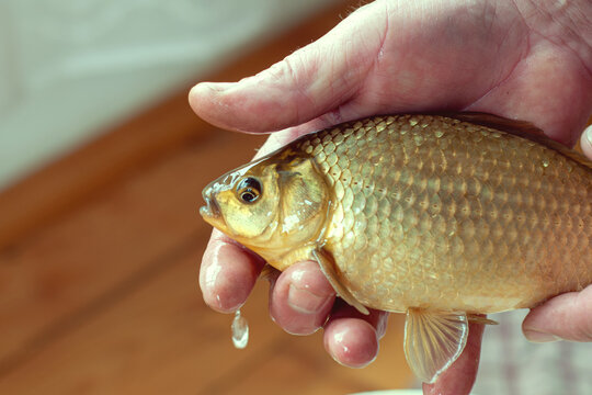Caught trophy live fish in the hand of a fisherman over a bucket of water