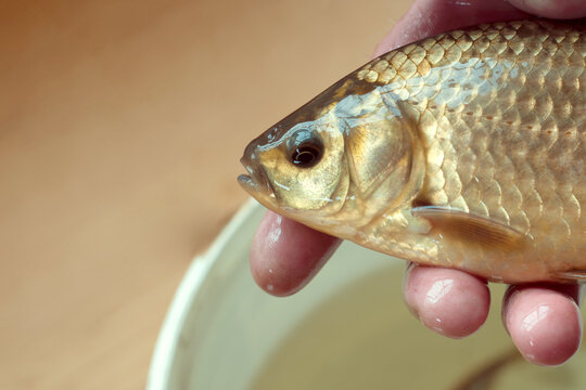 Caught trophy live fish in the hand of a fisherman over a bucket of water