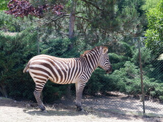 Fototapeta na wymiar zebra in zoo looking around