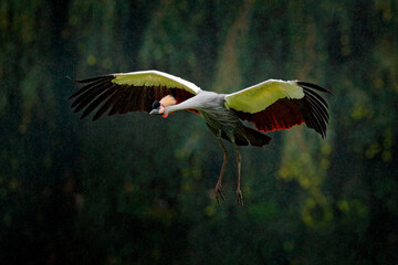 Grey crowned crane in flight, Balearica regulorum, with dark background. Bird head with gold crest in heavy rain, Africa, Tanzania. Big bird fly in the nature.