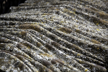 Cement with moss and mold