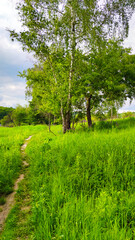 Landscape bacground in the spring season with path and trees