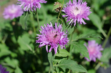 Wildflowers, spring flowers. Purple flower. A bee is sitting on a flower.