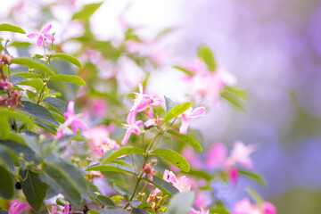 lilac flowers in the garden