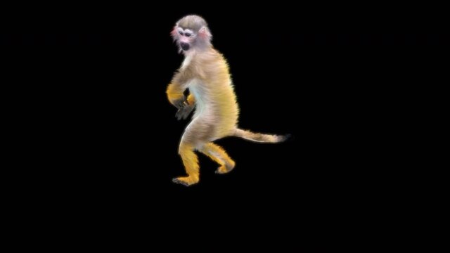 Common squirrel monkey (Saimiri sciureus), monkeys Dance CG fur 3d rendering animal realistic CGI VFX Animation Loop composition 3d mapping cartoon, with Alpha matte