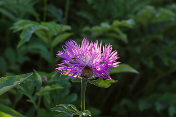 Wildflowers, spring flowers. Purple flower.
