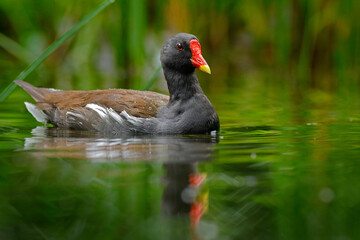 Common Moorhen, Porphyrio martinicus, in the water lake, green vegetation. Brown water bird with yellow and red bill, Czech republic. Wildlife scene from nature.