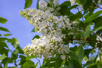 White lilac blooms. Close-up photo of a branch
