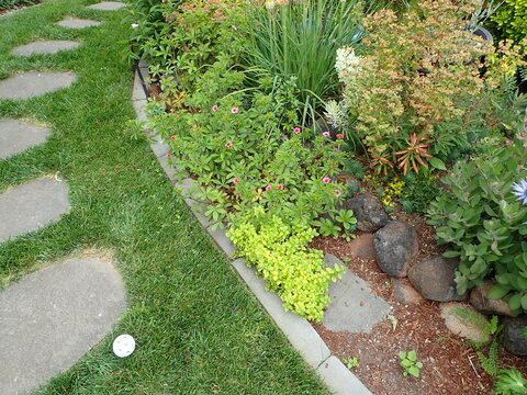 green grass and plants and flowers with stepping stones