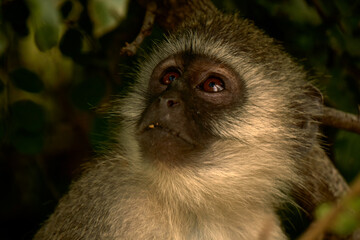 Affen Portrait