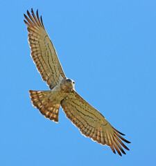 A short-toed snake eagle looking for its lunch!