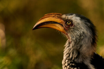 Zazu