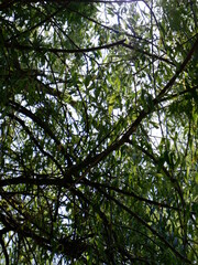 Fototapeta premium in woods sun ray coming amazing green