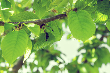 apple aphids on the inside of the leaf. Agricultural pest. Infected apple tree. Close up