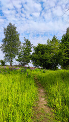 Fototapeta na wymiar Landscape bacground in the spring season with path and trees
