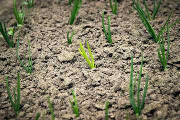 Onions growing in the garden in rows at open ground farm. Garden bed with onions, gardening and farming concept. agricultural landings