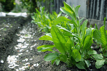 common sorrel, Spinach Dock, Rumex acetosa, growing in garden