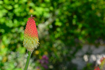 Épi floral de Kniphofia Uvaria (tritoma) rouge et jaune sur fond de nature lumineuse