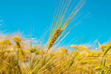 Ears of barley closeup on a farm field or large agricultural enterprise. Selective focus. Ripening ears of barley. Large field. Rural landscape.