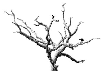 Black and white art, birds on the old tree. Large-billed crow, Corvus macrorhynchos, sitting on the tree branch with open bill. Angry bird in the nature habitat. Art view on nature. Wildlife.