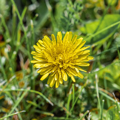 Yellow dandelion on a green lawn