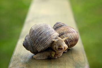 two snails crawling on a wooden bench on a background of green