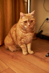 Scottish ginger cat is playing with a toy. Portrait of a cat.