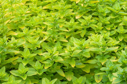 herbs: Origanum vulgare 'Thumble&rsquo;s Variety'