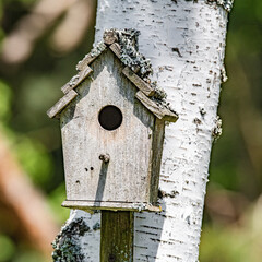 Birdhouse on a white birch