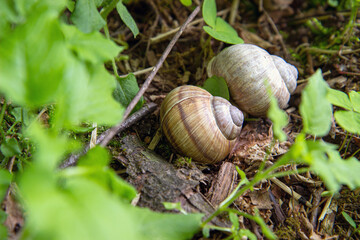 two small snails in the forest are hiding among the leaves. natural habitat