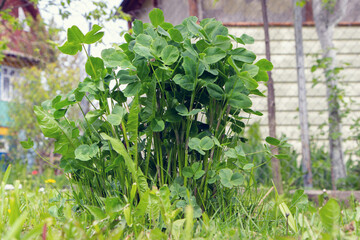 Fototapeta na wymiar A tall green clover bush grows behind a house on a sunny day.