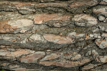 Struktur einer Baumrinde als Hintergrund Close-up  