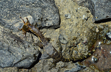 Asian Water Lizard Hunting a Crab, Varanus Salvator, Bali Island, Bali, Indonesia