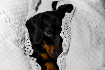 black dachshund dog