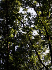 Fototapeta na wymiar in woods sun ray coming amazing green