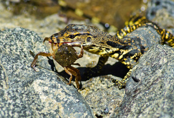 Asian Water Lizard Hunting a Crab, Varanus Salvator, Bali Island, Bali, Indonesia