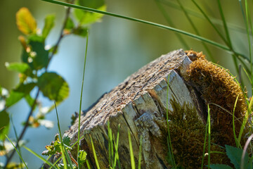 Beautiful tree trunk with moss by the lake
