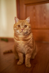 Scottish ginger cat. Cat with red hair. Homemade ginger cat.