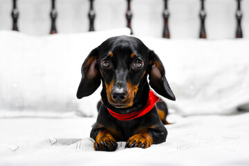 black dachshund dog