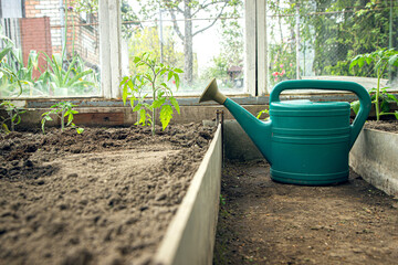 Green watering can in greenhouse with growing tomato plants, own small plantation to grow healthy ecological vegetables