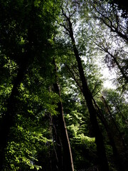 Obraz premium in woods sun ray coming amazing green