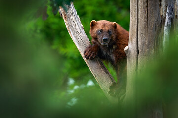 Wolverine on the tree trunk. Detail portrait of wild wolverine. Danger animal in Finland taiga....
