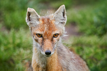 Corsac Fox, Vulpes corsac, in the nature stone mountain habitat, found in steppes and deserts in, Mongolia Central Asia.  Fox in the nature habitat.