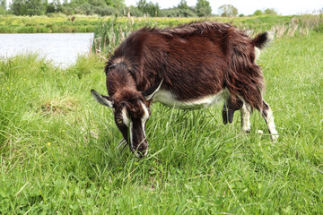 Brown dairy goat grazing in a meadow near the lake, close-up, side view.