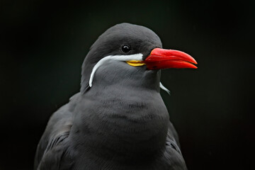 Inca Tern, Larosterna inca, bird on tree branch. Portrait of Tern from Peruvian coast. Bird in nature sea forest habitat. Wildlife scene from nature. Black bird with red bill from Peru.